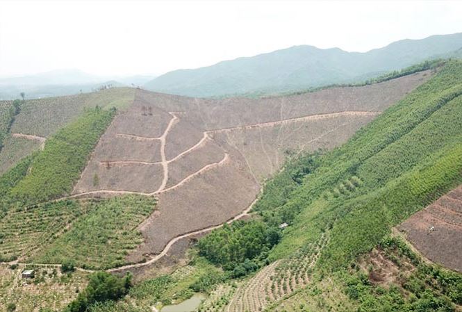 Vụ tàn phá rừng phòng hộ: UBND tỉnh Quảng Ninh vào cuộc