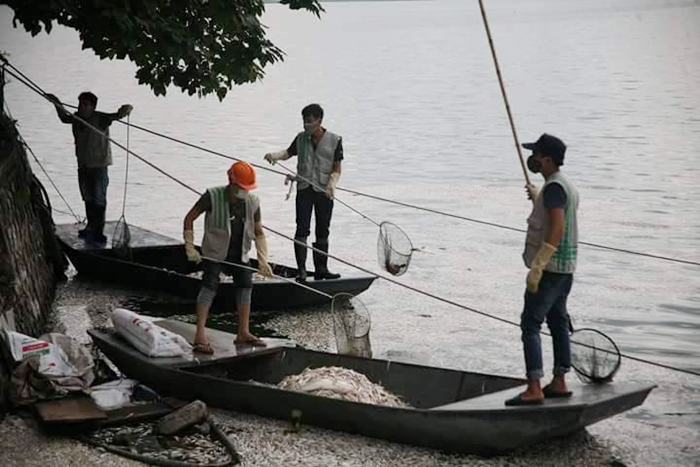Cá chết hàng loạt ở Hồ Tây, hàng trăm công nhân trắng đêm vớt xác