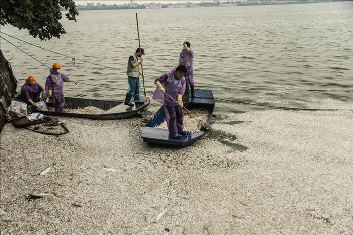 Hà Nội: Vớt hơn 20 tấn cá chết ở hồ Tây trong 3 ngày