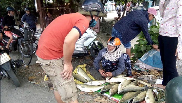 Tin môi trường 11/7: Rớt nước mắt bán tháo cá nuôi chết đột ngột