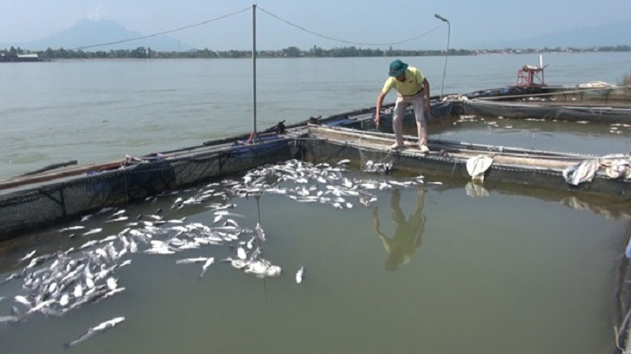 Cá lại chết hàng loạt trên sông Đà, nghi do thủy điện Hòa Bình xả lũ