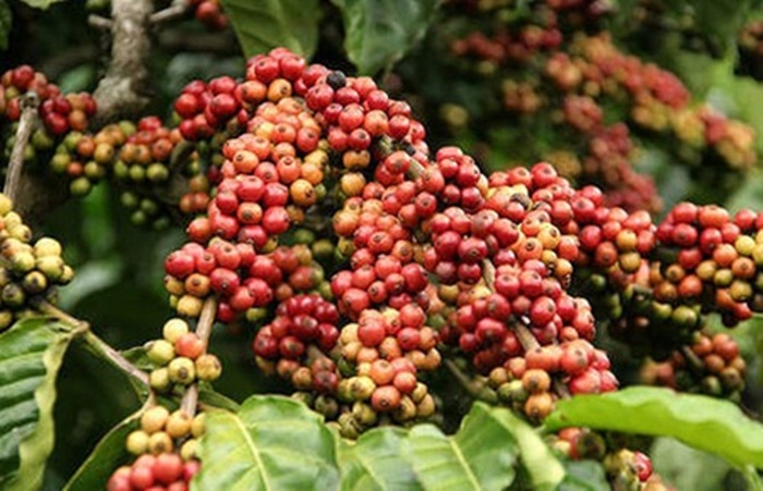 Giá cà phê hôm nay (14/7) tiếp tục giảm 200 - 400 đồng/kg