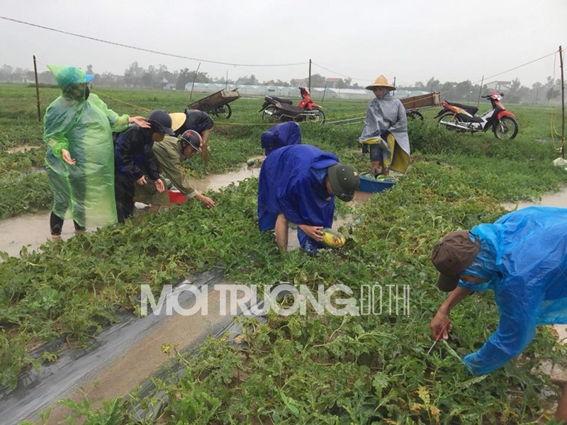 Nghệ An: Thanh niên đội mưa giúp dân cứu dưa ngập lụt