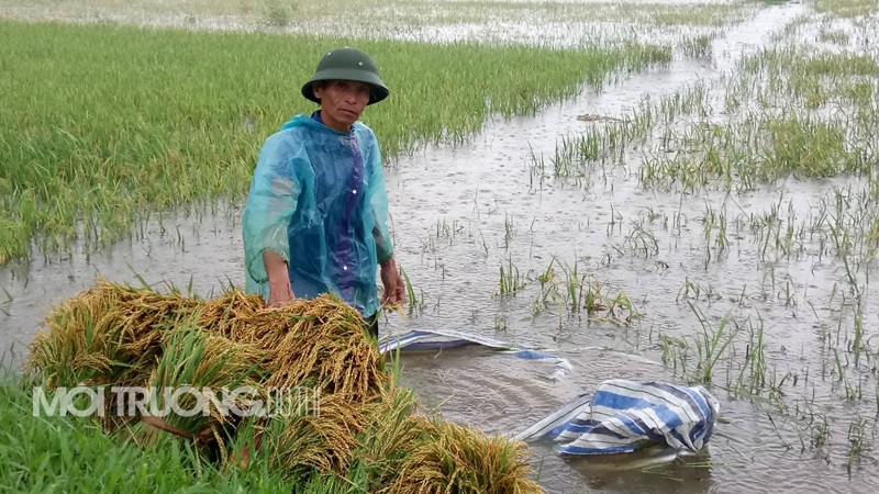 Thanh Hóa: Đội mưa ra đồng thu hoạch lúa chét