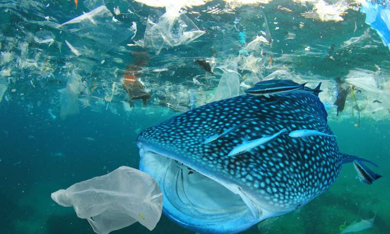 Phát hiện khoa học: Không phải loài cá đại dương nào cũng ăn nhựa!