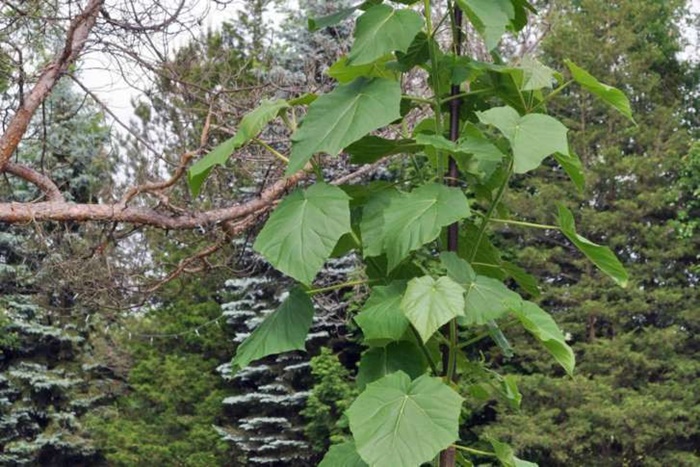 Kinh ngạc “siêu” cây có thể làm sạch môi trường có ở VN