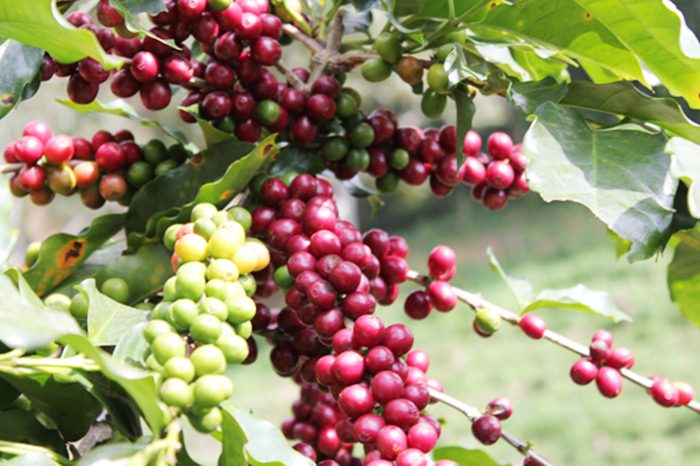 Giá cà phê hôm nay 7/8 tăng 300 đồng/kg, giá tiêu tiếp tục giảm