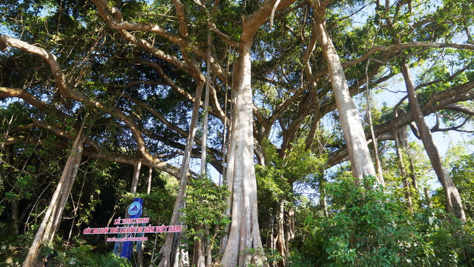 Thêm 674 cây cổ thụ lọt vào danh sách Cây Di sản Việt Nam
