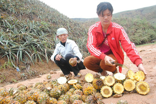 Lào Cai: Tìm ra thủ phạm gây hư hỏng hoa màu ở xã Bản Lầu