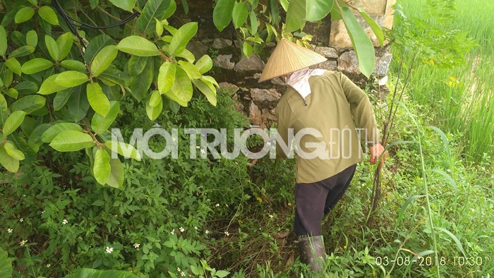 Phú Thọ: Dân 'tố' nhà máy nước sạch xả bùn thải gây chết lúa