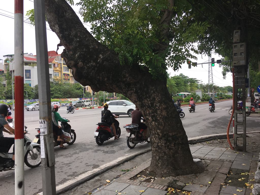 Hà Nội: Những gốc cây 'nghiêng mình' chào bão
