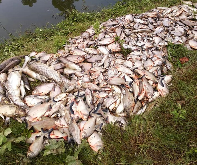 Cá chết trắng ao nuôi gần bãi rác Nam Sơn
