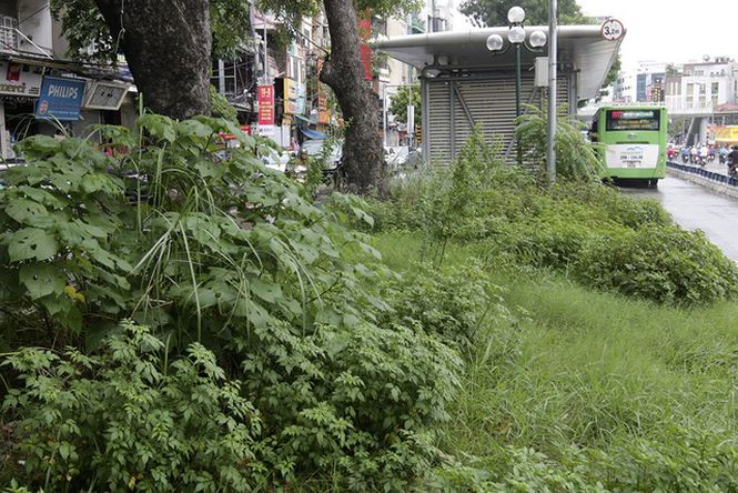 Hà Nội: Cây dại mọc như ở bãi hoang giữa phố Giảng Võ