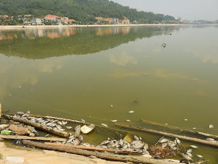 Chuyên gia Nhật bắt đầu “giải cứu” 4 hồ điều hòa ô nhiễm ở Hạ Long