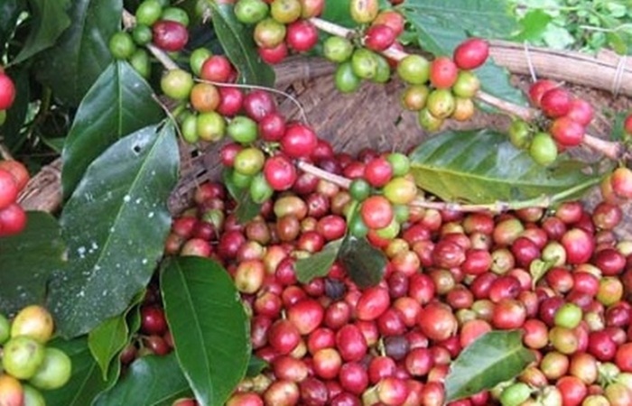 Giá cà phê hôm nay 28/8 tăng 100 đồng/kg ở Đắk Lắk và Lâm Đồng