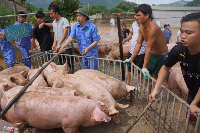 Người dân vật lộn trong nước lũ cứu đàn lợn hơn 1.000 con