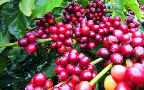 Giá cà phê hôm nay 6/9 phục hồi 100-300 đồng/kg, giá tiêu 'bất động'