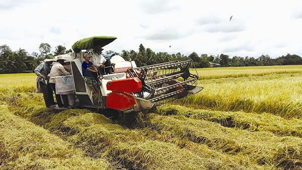 Thị trường gạo: Thiếu cơ quan điều tiết độc lập