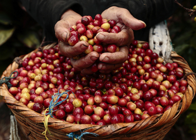 Giá cà phê thế giới chạm đáy 57 tháng trong tháng 8
