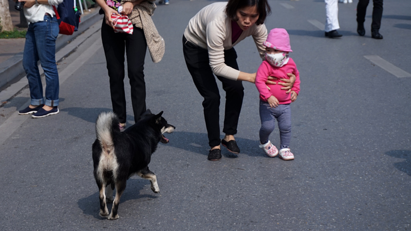 Hà Nội: Mang chó, mèo vào phố đi bộ sẽ bị xử lý