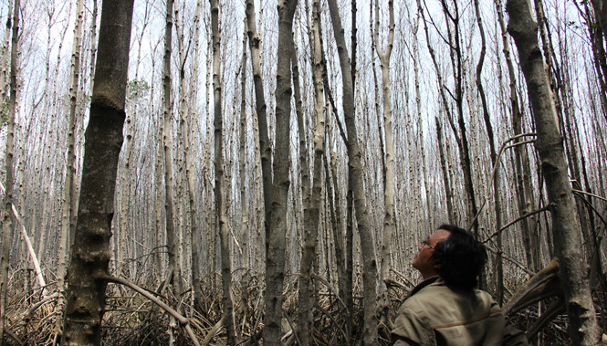 Bến Tre: Khoảng 30 ha rừng chết chưa rõ nguyên nhân