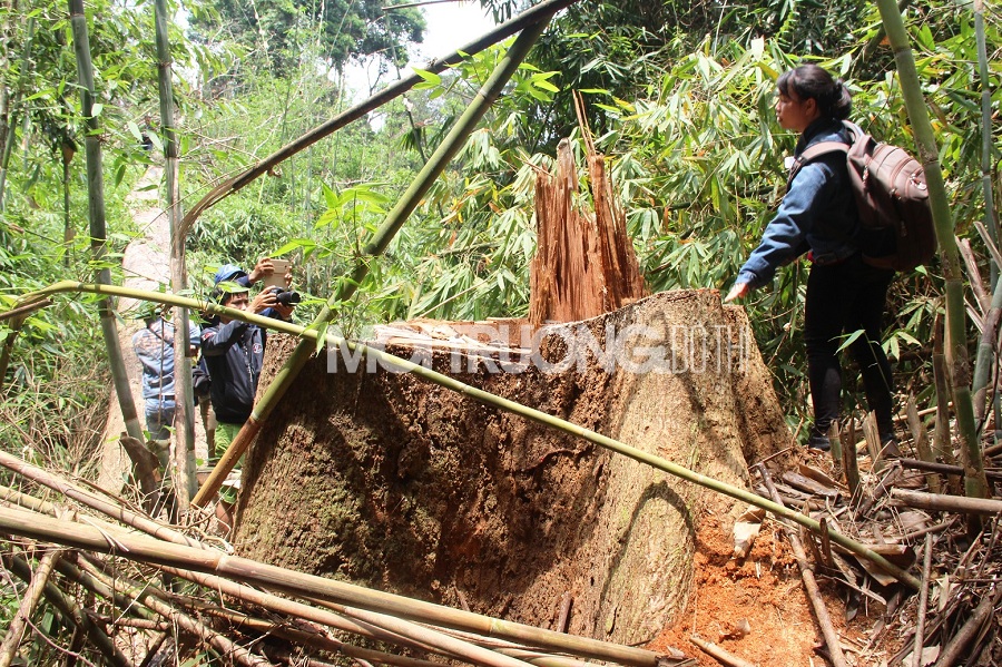 Quảng Nam: Giám đốc rừng phòng hộ Nam Sông Bung bị cách chức