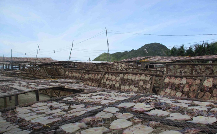 Bình Định: Ô nhiễm môi trường từ nghề sơ chế mực xà