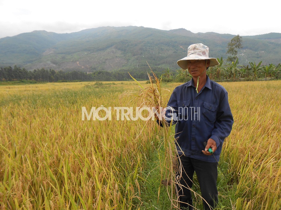 Quảng Nam: Bức xúc công ty xả thải, dân bỏ ruộng trước mùa thu hoạch