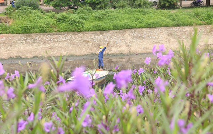 Bất ngờ với đường hoa tím bên bờ sông Tô Lịch