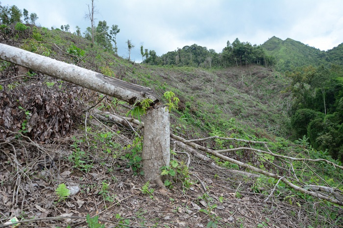 Điện Biên: Suy giảm mạnh diện tích rừng-nhân tố làm biến đổi khí hậu