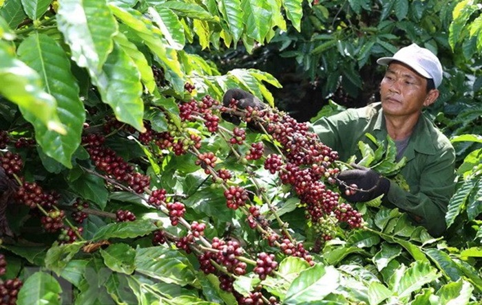 Giá cà phê hôm nay 21/9 tăng mạnh 400 đồng/kg, giá hồ tiêu lặng sóng