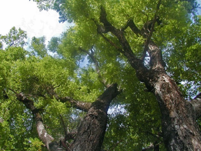 Cây giáng hương gần 100 năm tuổi ở rừng phòng hộ Dầu Tiếng bị trộm