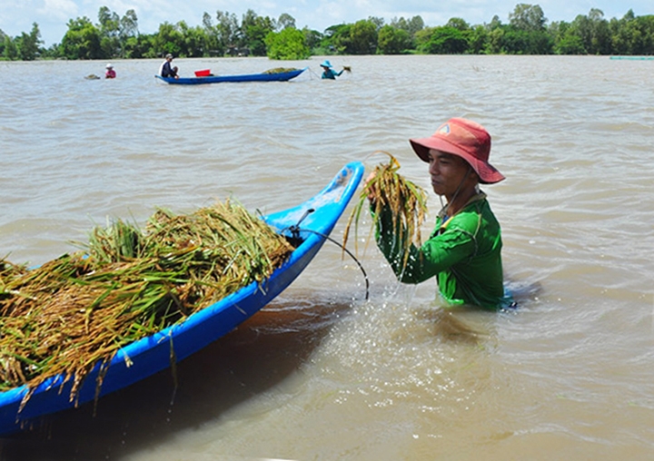 ĐBSCL: Nông dân thu hoạch lúa chạy lũ