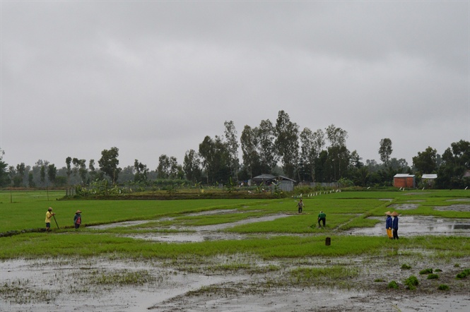 Kiên Giang nỗ lực bảo vệ diện tích lúa đang bị nước lũ uy hiếp