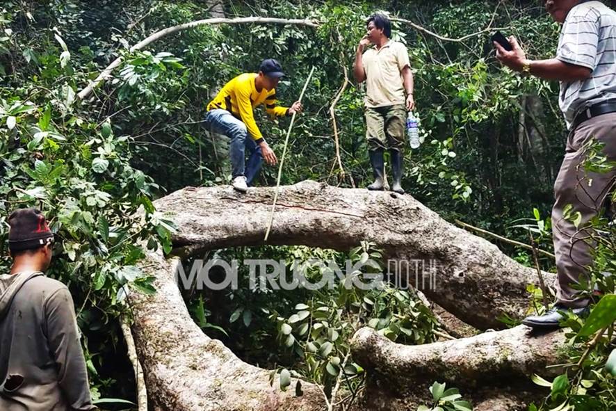 Vụ phá rừng tại Mang Yang: Bao nhiêu cây rừng bị cưa hạ?