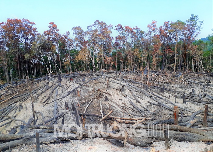 Gia Lai: Điều tra việc chặt phá 2,5 ha rừng phòng hộ ở Cheng Leng
