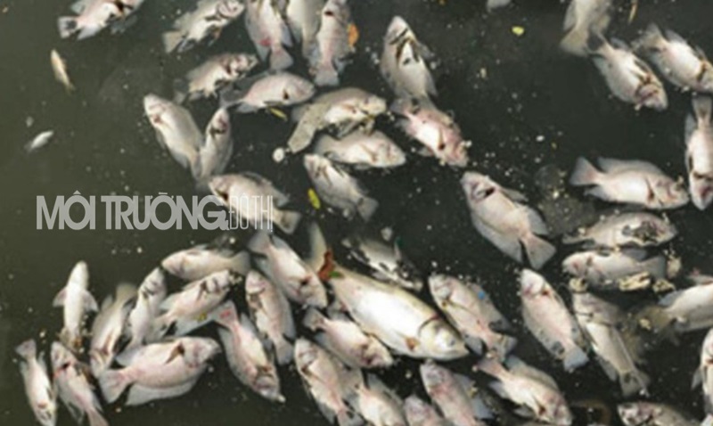 Can Lộc - Hà Tĩnh: Nước đổi màu, cá chết do bãi rác huyện Lộc Hà?