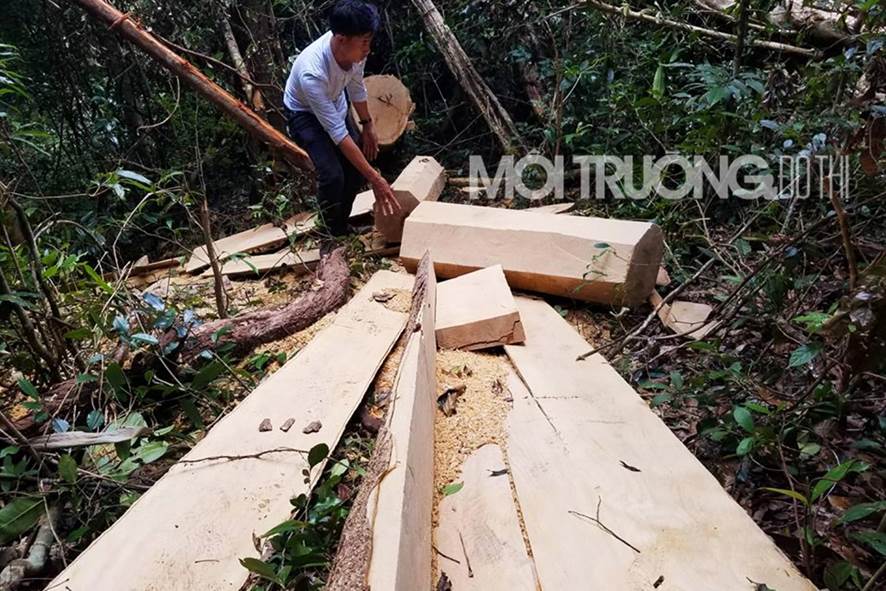 Ai là người cầm đầu vụ phá rừng tại Mang Yang?