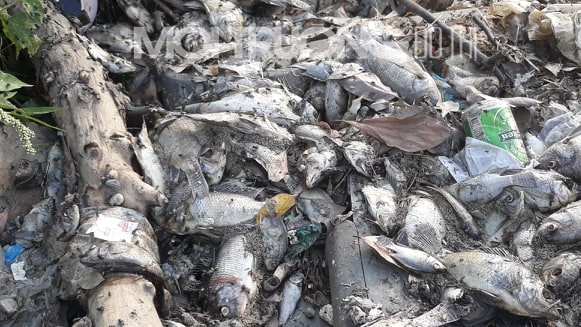Cá chết chất đống trên bờ tại công viên hồ điều hòa Yên Sở