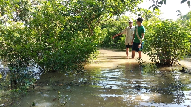 Vĩnh Long: Vỡ đê bao, hàng trăm hécta cây ăn trái chìm trong nước