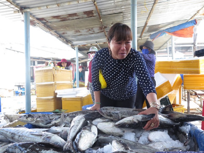 Cá nuôi lồng chết hàng loạt ở Quảng Ngãi là do “sốc nước”?