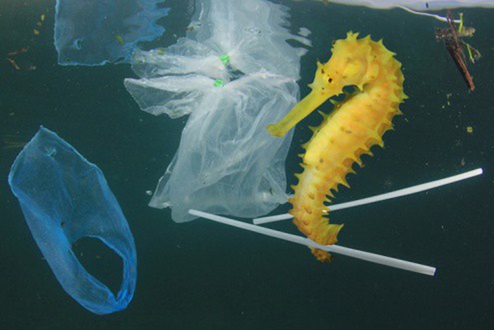 Thảm họa môi trường từ ống hút nhựa