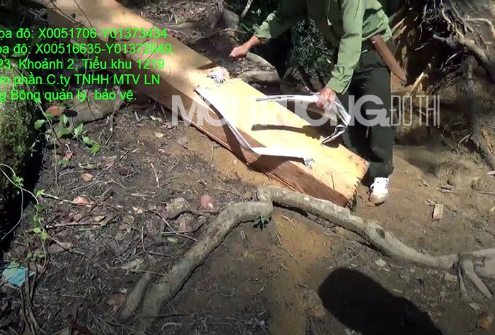 Đắk Lắk: Phát hiện 48 cây gỗ Pơ Mu bị khai thác trái phép
