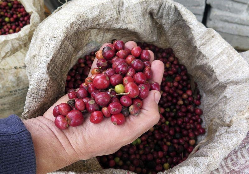 Giá cà phê hôm nay 23/10 giảm 400 đồng/kg theo đà đi xuống thế giới