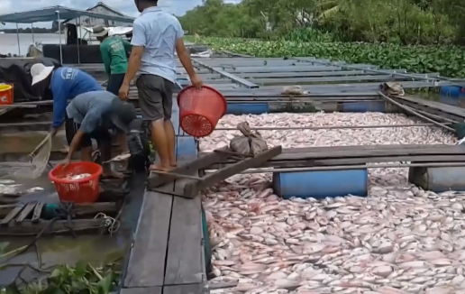 Tiền Giang: Hơn 160 tấn cá chết hàng loạt trên sông Cái Nhỏ