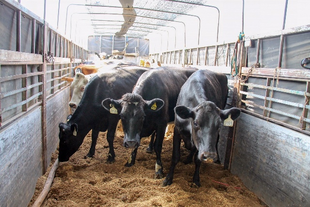 Vinamilk tiếp tục nhập hơn 200 cô bò hữu cơ về Việt Nam