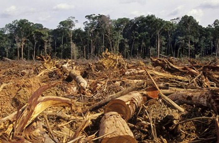 Cố ý hủy hoại rừng có thể bị truy cứu trách nhiệm hình sự