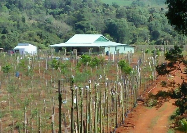 Đắk Nông: Xử lý việc lấn chiếm đất lâm nghiệp trái pháp luật
