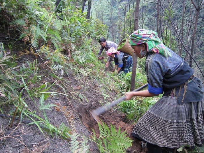 Chính sách chi trả DV môi trường: Giúp người dân gắn bó với rừng