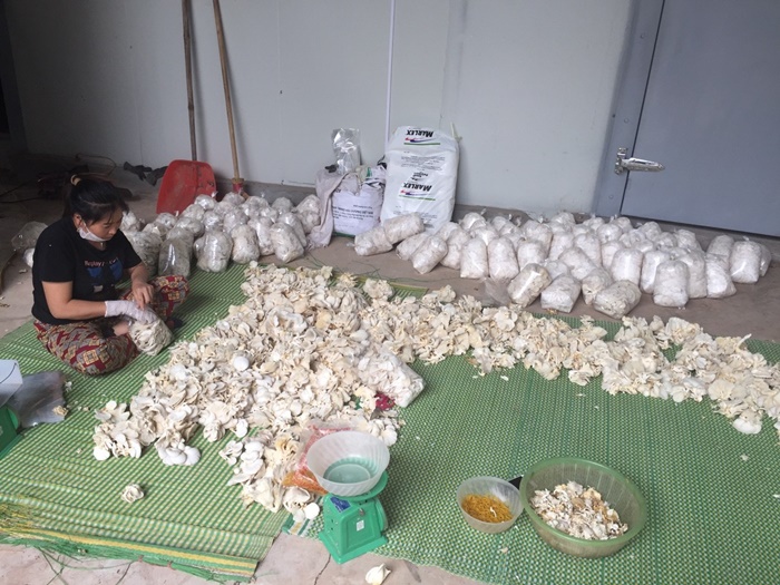 Luật TGS và chuyến thăm HTX trồng nấm ở Bắc Giang